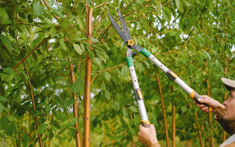 Tree trimming in Shartlesville, PA